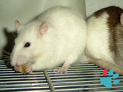 rat to human age conversion chart  Pet rats, Baby rats, Aging in humans